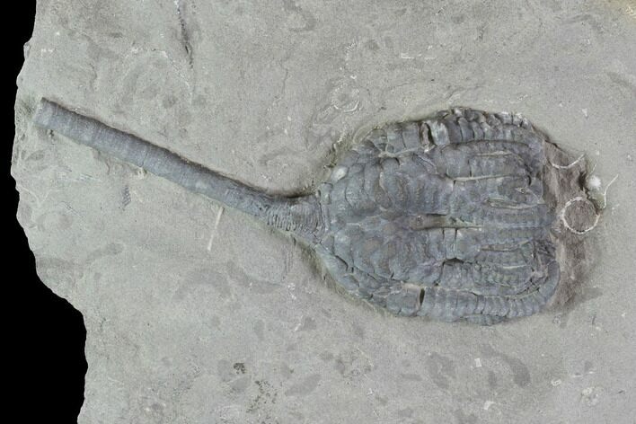 Crinoid (Taxocrinus) Fossil - Crawfordsville, Indiana #94437